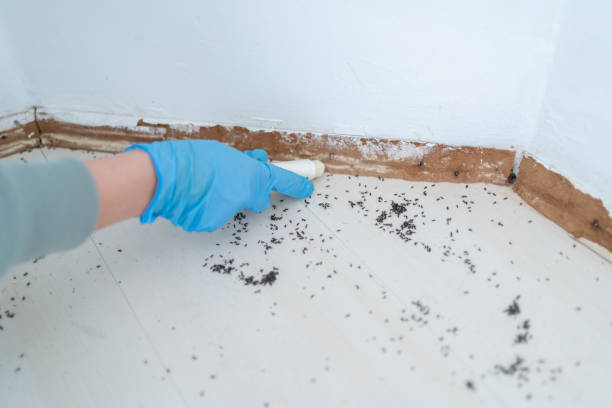 Reliable Wildwood Crest, NJ Pest Control Solutions